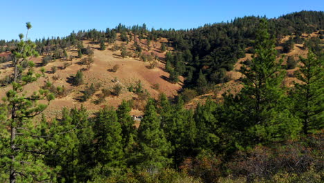 Aerial-Fly-Over-of-Towering-Evergreen-trees-on-Brown-Hillside