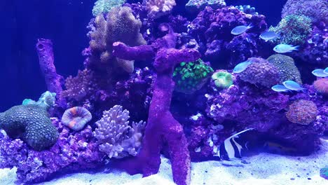 Handheld-footage-of-the-seawater-aquarium-with-beautiful-fishes-and-corals-with-blue-light-in