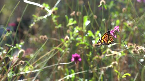 Mariposa-Monarca-Bebiendo-Néctar-De-Una-Flor-Colorida-En-Un-Jardín