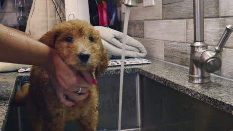video-of-a-month-year-old-Goldendoodle-puppy-getting-a-bath-in-a-kitchen-sink
