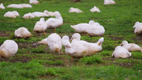 White-ducks-preening-feathers-on-outdoor-free-range-poultry-farm