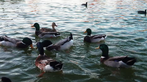 Mallard-ducks-swim-in-lake-and-shake-tail-feathers,-Slow-Motion
