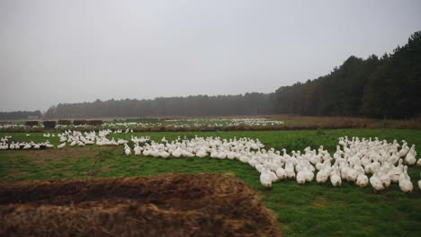 Outdoor-free-range-duck-farm