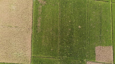 Aerial-footage-of-freshly-harvested-and-ripe-wheat-field-in-the-flat-lands-of-Nepal