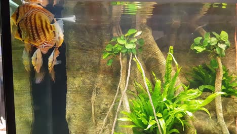 Beautiful-a-group-of-discus-fish-moving-around-in-the-aquarium