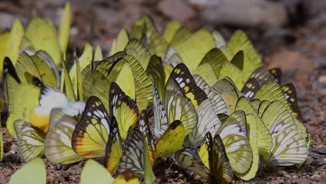 Butterflies-on-mineral-lick:-Butterflies-on-licking-minerals-one-by-one-as-they-group-together-on-the-ground-in-the-early-hour-of-the-morning-at-Kaeng-Krachan-National-Park,-in-slow-motion