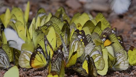 Schmetterlinge-Auf-Minerallecke:-Schmetterlinge-Beim-Lecken-Von-Mineralien,-Einer-Nach-Dem-Anderen,-Während-Sie-Sich-In-Den-Frühen-Morgenstunden-Im-Kaeng-Krachan-Nationalpark-In-Zeitlupe-Auf-Dem-Boden-Gruppieren