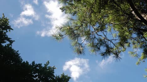 Toma-De-Tiempo-De-Un-Cielo-Perfectamente-Azul-Con-Nubes-Y-árboles-En-Movimiento-En-Primer-Plano