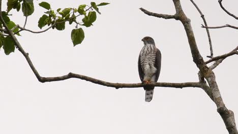 Crested-Goshawk,-Accipiter-trivirgatus,-Perching-on-a-branch-of-a-tall-tree-in-the-jungle