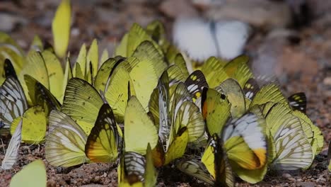 Schmetterlinge-Auf-Der-Minerallecke:-Schmetterlinge-Lecken-Nacheinander-Mineralien,-Während-Sie-Sich-In-Den-Frühen-Morgenstunden-Im-Kaeng-Krachan-Nationalpark-Auf-Dem-Boden-Versammeln
