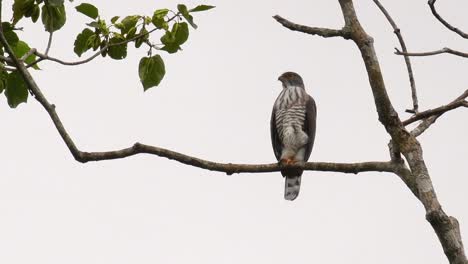 Crested-Goshawk,-Accipiter-trivirgatus,-resting-on-a-branch-of-a-tall-tree