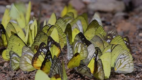 Schmetterlinge-Auf-Minerallecke:-Schmetterlinge-Beim-Lecken-Von-Mineralien,-Einer-Nach-Dem-Anderen,-Während-Sie-Sich-In-Den-Frühen-Morgenstunden-Im-Kaeng-Krachan-Nationalpark-In-Zeitlupe-Auf-Dem-Boden-Gruppieren