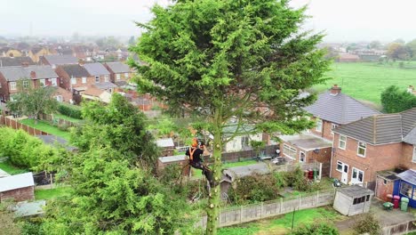 A-vertical-aerial-view-of-a-tree-surgeon-preparing-a-55'-tree-for-felling,-removing-the-branches-first-to-leave-just-the-trunk-for-felling