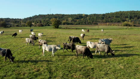 Un-Rebaño-De-Vacas-Pastando-En-Pastos-Verdes