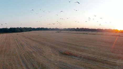 Aerial-view-of-migrating-birds-flying-above-a-field---stock-video
