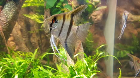Handheld-footage-of-the-Manfish-Angelfish-moving-around-inside-the-aquascape-aquarium