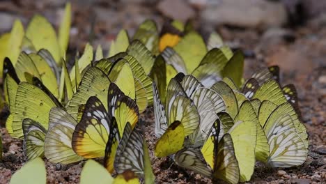 Schmetterlinge-Auf-Der-Minerallecke:-Schmetterlinge-Lecken-Nacheinander-Mineralien,-Während-Sie-Sich-In-Den-Frühen-Morgenstunden-Im-Kaeng-Krachan-Nationalpark-Auf-Dem-Boden-Versammeln