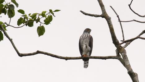 Crested-Goshawk,-Accipiter-trivirgatus,-perching-on-a-branch-of-a-tall-tree-looking-around-for-food-in-the-jungle-of-Kaeng-Krachan-National-Park-in-Thailand-in-slow-motion