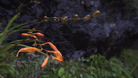 Orange-Wildflower-Montbretia-on-rainy-day-in-front-of-black-stone-wall