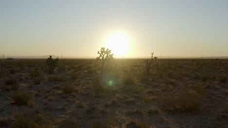 La-Puesta-De-Sol-Brilla-Detrás-De-Los-árboles-De-Joshua-En-El-Desierto-De-Mojave,-Vuelo-Aéreo-Hacia-Adelante