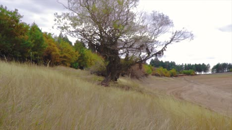 Tree-on-top-of-a-hill-with-golden-grass-bellow-in-autumn