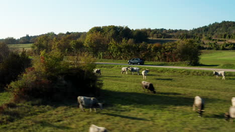 Conducción-De-Automóviles-A-Través-De-Tierras-De-Cultivo-Europeas-Rurales-Con-Vacas-Pastando