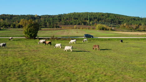 Aerial-trucking-shot-of-a-car-driving-through-fields-of-cows-in-a-typical-European-Landscape