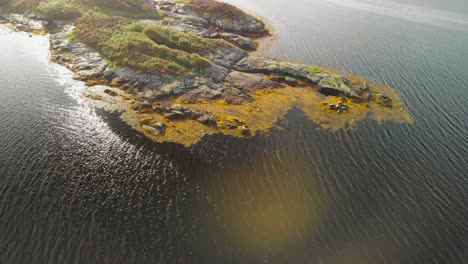 Seals-sunbathing-on-a-rock-near-the-sea-in-Scotland