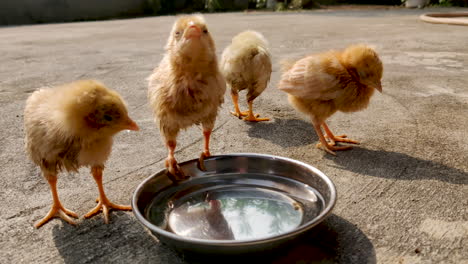Group-of-baby-chicks-or-baby-chicken-drinking-water-from-a-bowl-outdoors-standing-in-sunlight-on-winter-morning