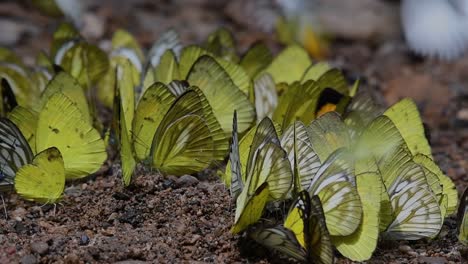 Butterflies-on-mineral-lick:-Butterflies-on-licking-minerals-one-by-one-as-they-group-together-on-the-ground-in-the-early-hour-of-the-morning-at-Kaeng-Krachan-National-Park,-in-slow-motion