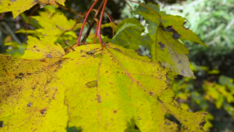 Close-up-of-changing-leaves-in-Autumn