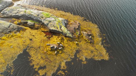 Seals-sunbathing-on-a-rock-near-the-sea-in-Scotland