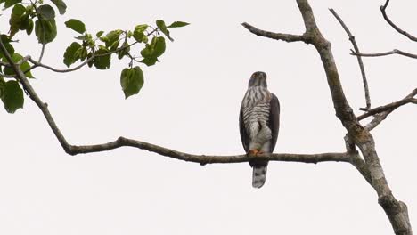 Crested-Goshawk,-Accipiter-trivirgatus,-perching-on-a-branch-of-a-tall-tree-looking-around-for-food-in-the-jungle-of-Kaeng-Krachan-National-Park-in-Thailand-in-slow-motion