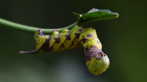 Carepillar-with-a-horn-and-checkered-pattern-eating-a-leaf-as-it-is-getting-ready-for-metamorphosis-in-the-jungle-of-Kaeng-Krachan-National-Park