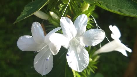 Schließen-Sie-Herauf-Schöne-Weiße-Blumen,-Die-In-Einem-Hinterhofgarten-Wachsen
