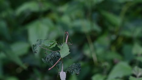 Stick-Insect,-Phasmatodea,-eating-the-top-of-the-plant-in-Kaeng-Krachan-National-Park-in-slow-motion