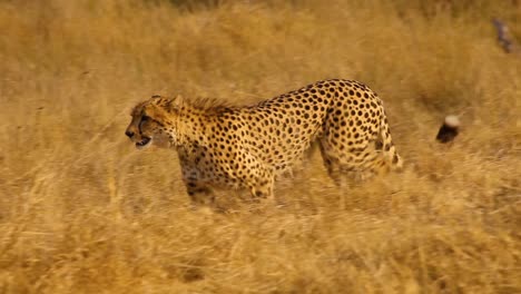 Detail-of-Cheetah-walking-free-in-wild