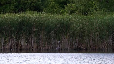 Gray-heron-fishing-in-lake-zoom-in-still-shot