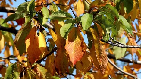 Flutter-of-yellow-leaves