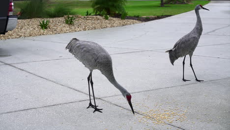 Two-Sandhill-Cranes-eating-corn-from-the-street,-close-up-slow-motion