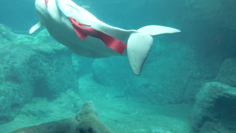 Beluga-whale-touches-the-glass-while-playing-with-the-ribbon