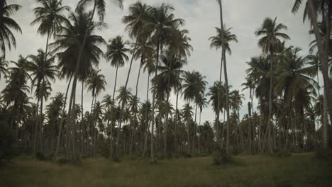 Amazing-coconut-estate-which-produces-fine-coconut-oil-throughout-the-caribbean-located-in-Trinidad-and-Tobago-Icacos-wetlands