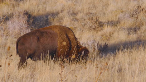 An-American-bison-or-buffalo-eating-at-the-grasslands-of-Antelope-Island-Utah