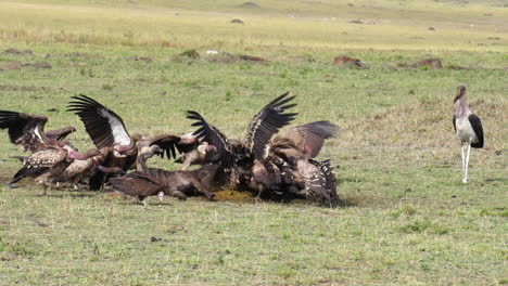 Slow-motion-of-vultures-eating-at-carcass-in-Masai-Mara,-Kenya,-Africa