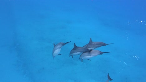 Small-pod-of-Bottlenose-Dolphins-found-in-the-pacific-ocean-off-the-West-Coast-of-Oahu,-Hawaii