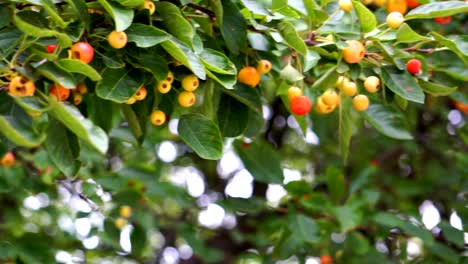 Cherry-like-fruit-tree-Christmas-vibe-spring-colors