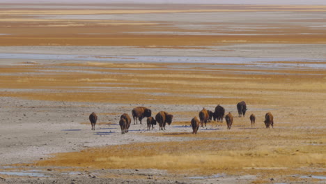 A-herd-of-American-bison-or-buffalo-at-the-shores-of-the-salt-lake-in-Antelope-Island-Utah