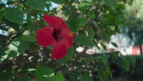 Single-red-hibiscus-flower-sways-in-breeze-on-green-bush,-copy-space