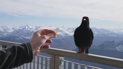 bird-Alpine-chough-in-the-mountain-top-cafe-considering-to-eat-chips-from-the-hand