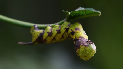 Carepillar-with-a-horn-and-checkered-pattern-eating-a-leaf-as-it-is-getting-ready-for-metamorphosis-in-the-jungle-of-Kaeng-Krachan-National-Park